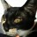 のらねこ